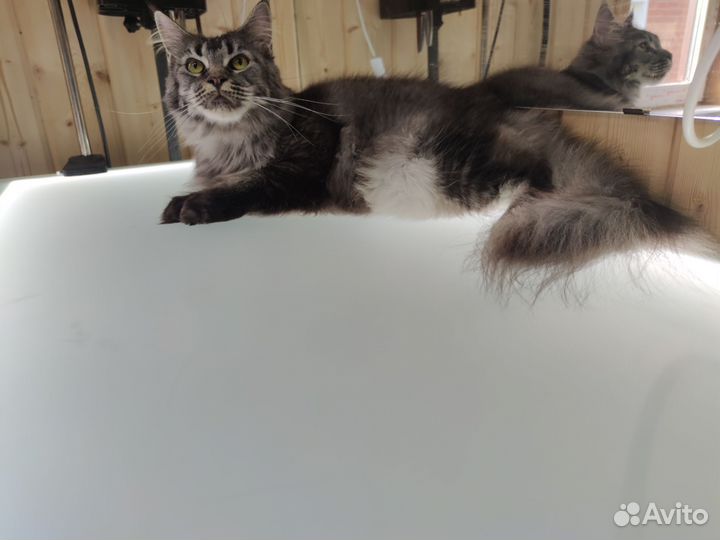 Шикарные котята мейн-кун с документами