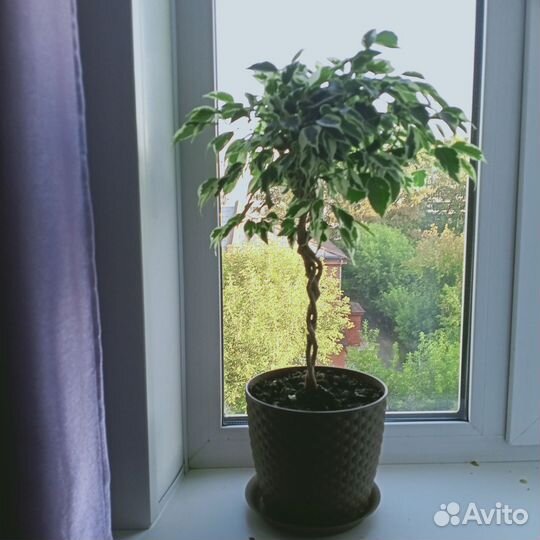 Фикус бенджамина пестролистный