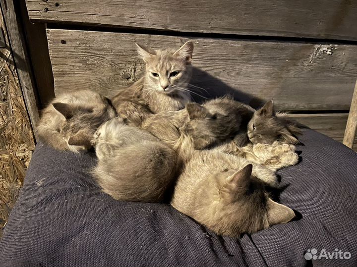 Котята в добрые руки