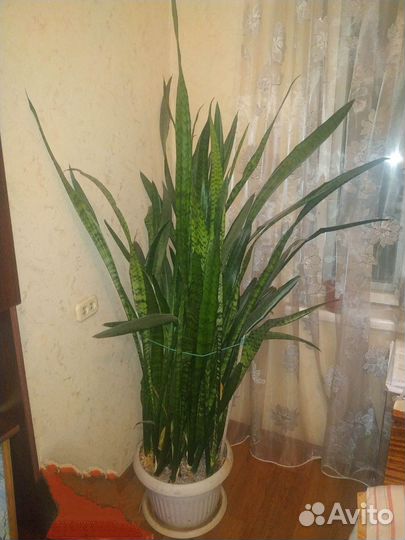 Сансевиерия