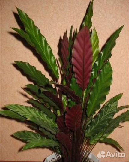 Калатея руфибарба