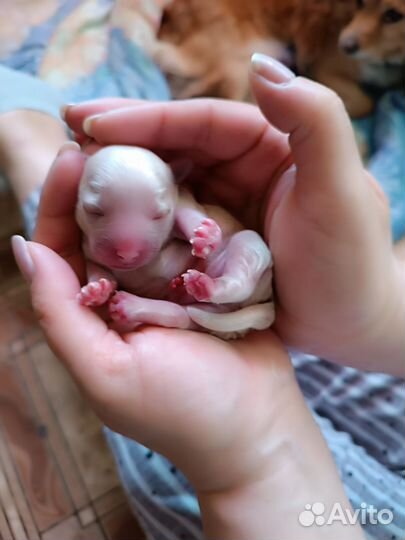 Щеночки в добрые руки. Забронированы оба