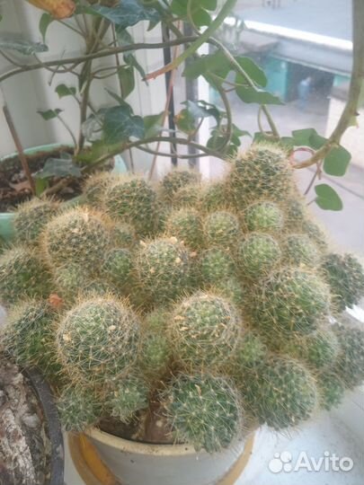 Кактус