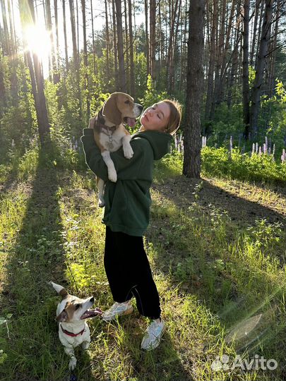 Кинолог/дрессировка/передержка