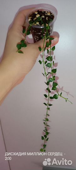 Хойи сортовые 2 Отреагировано 5.06