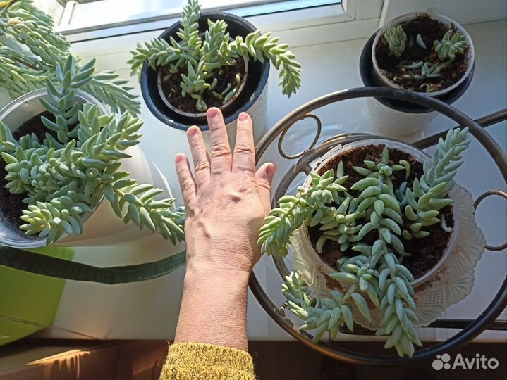 Кактусы и суккуленты