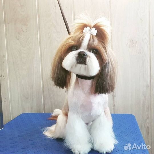 Профессиональная стрижка животных. Выезд