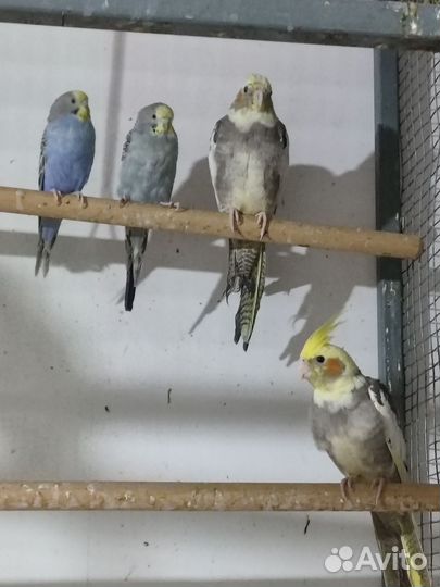 Попугай корелла