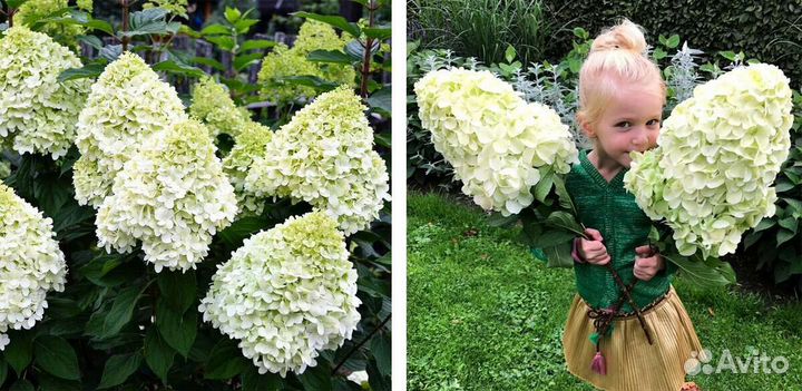Гортензия Геркулес