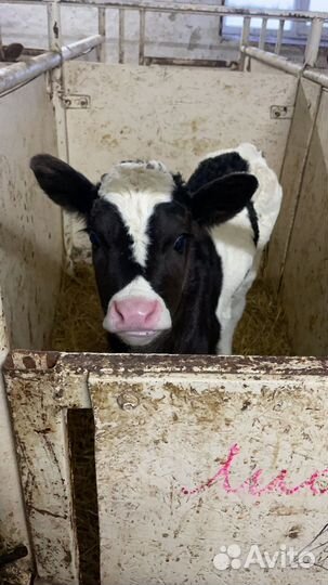 Телята симменталы