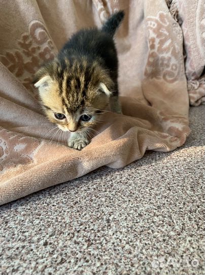 Котята