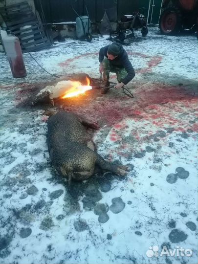 Забойщик скота