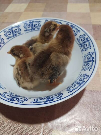 Цыплята породы Кучинская юбилейная, Доминант