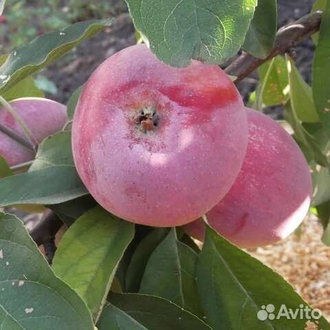 Яблоня зимняя Памяти Ульянищева