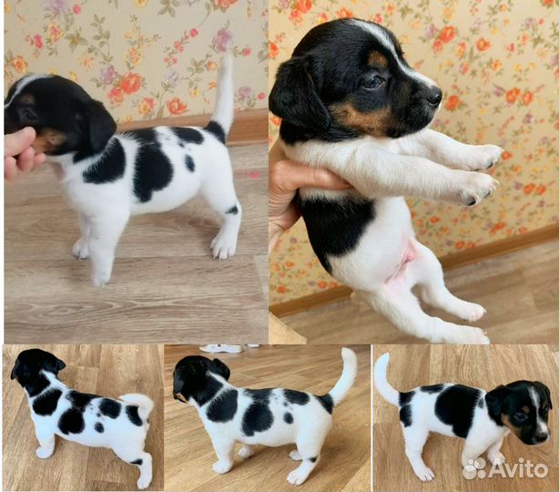 Щенки Джек Рассел Терьер от чемпиона России и РКФ