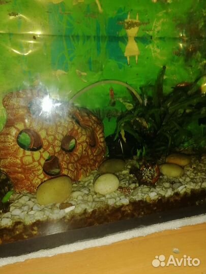 Аквариумные рыбки