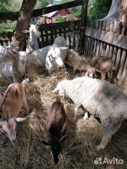 Коза и овцы