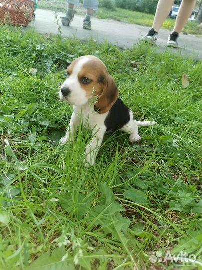 Щенки Бигля