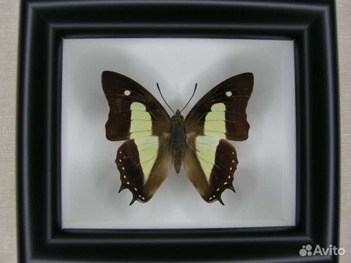 Бабочка в рамке - Polyura athamas