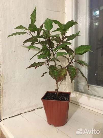 Гибискус купера (copper) розовый пестролистный