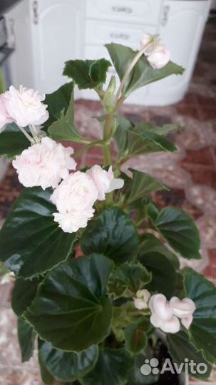 Бегония мини вечноцветущая