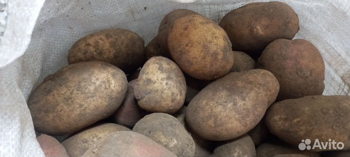 Продам картофель