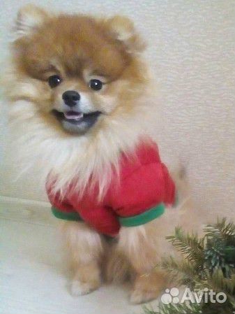 Новогодняя/рождественская футболка для собаки