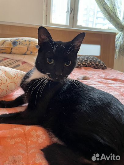 Кошечка в добрые руки