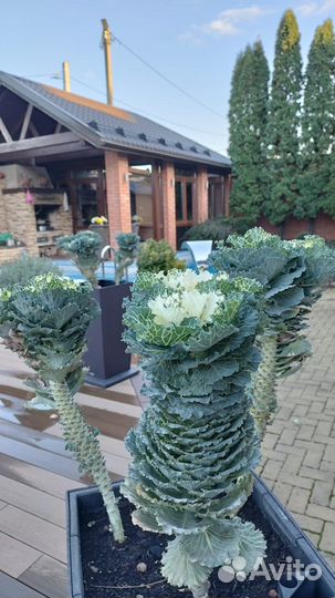 Горшки цветочные кашпо