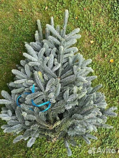 Настоящая Голубая ель. Не Российский. Лапник еловы