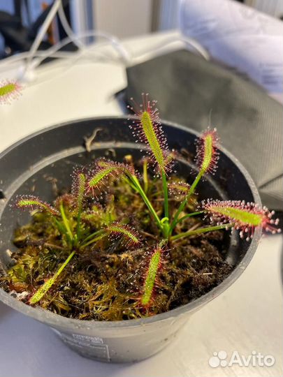 Росянка хищное растение