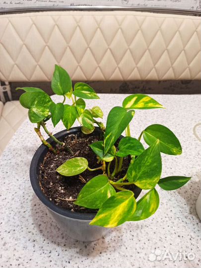 Комнатные растения часть 3