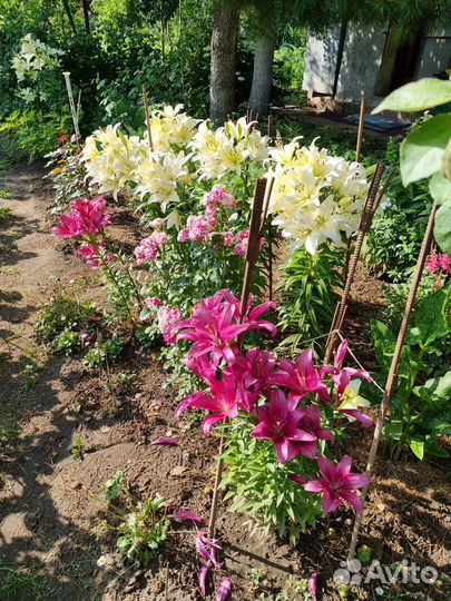 Лилии луковицы