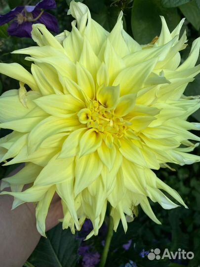 Георгины клубни