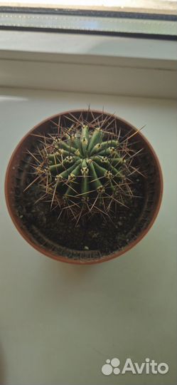 Кактус