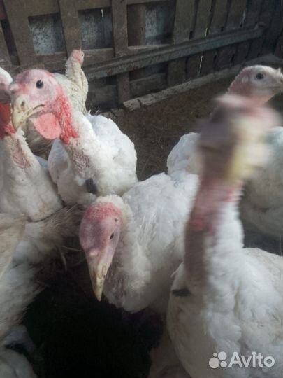 Продажа индюки домашние