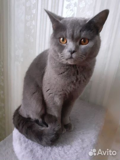 Британская