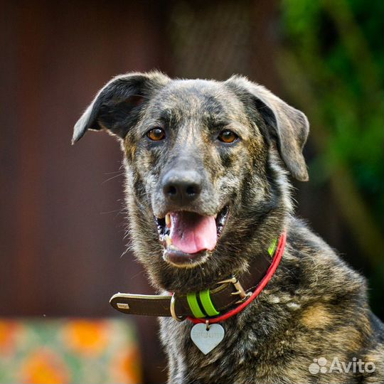 Маковая. Манечка в добрые руки