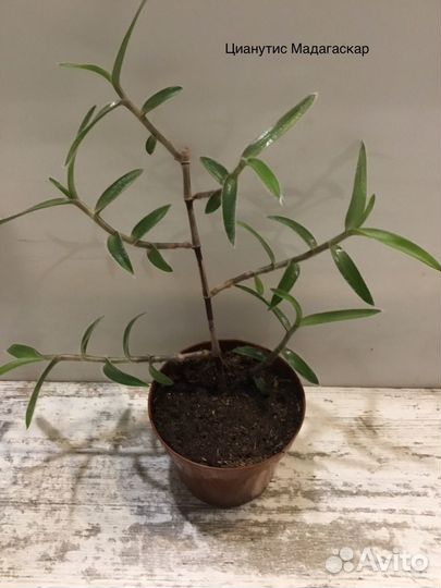 Комнатные растения