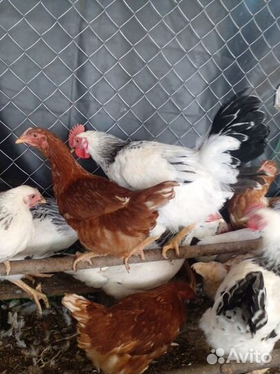 Петушки Адлерская серебристая