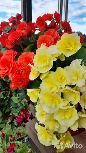 Бегония черенки