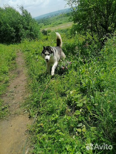 Хасан - хаски