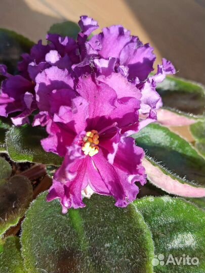 Комнатные цветы фиалки, кливия