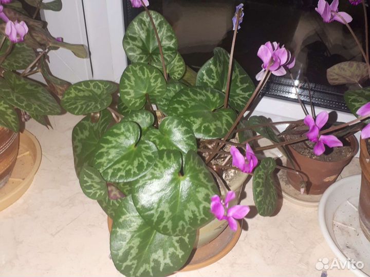 Цикламен (бабушкин) европейский,альпийская фиалка