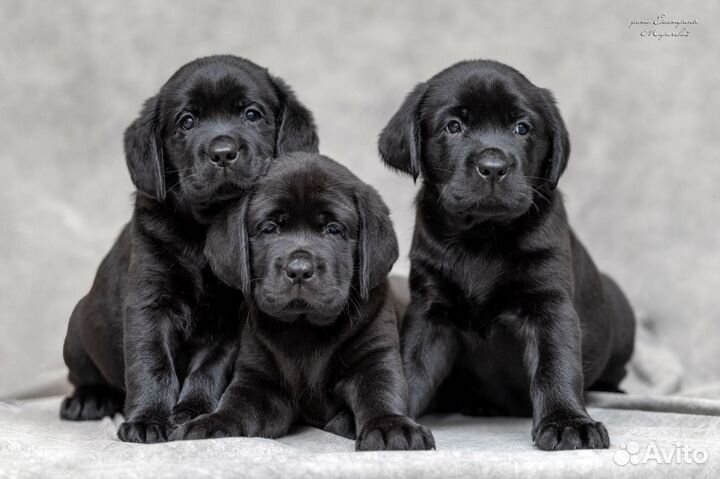 Щенки лабрадора