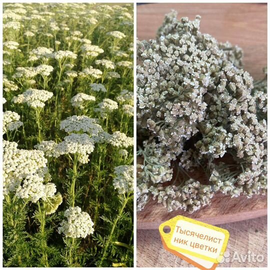 Сушеные травы