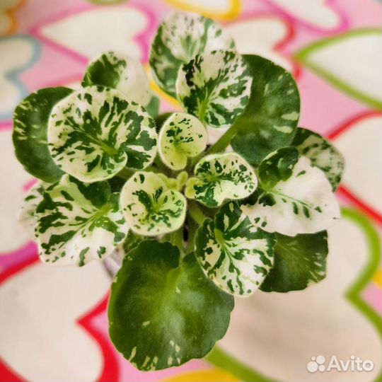 Сортовые фиалки мини