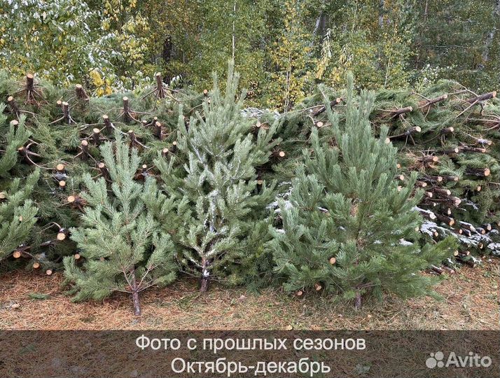 Сосна сентябрьская рождественская опт