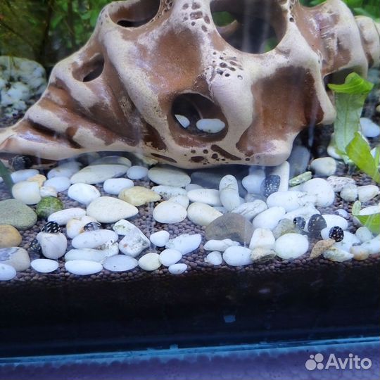 Улитки теодоксусы