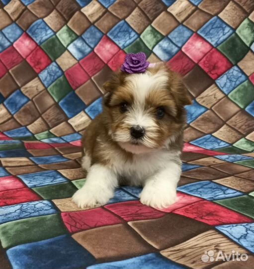 Девочка, мраморный йорк, цветной йорк